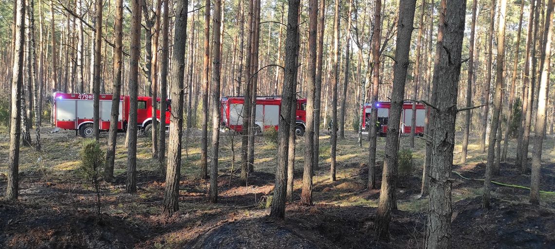 NIEPORĘT. Pożar lasu w Beniaminowie