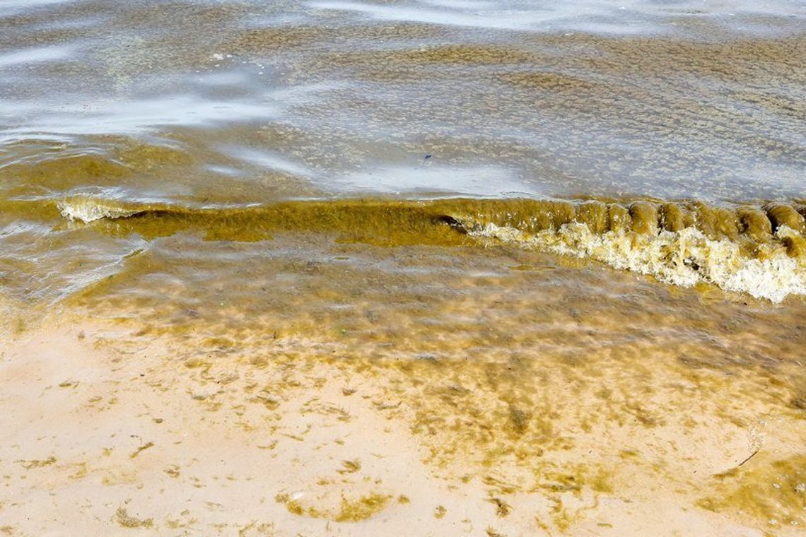 NIEPORĘT. Zakaz kąpieli na Dzikiej Plaży. Pojawiły się sinice