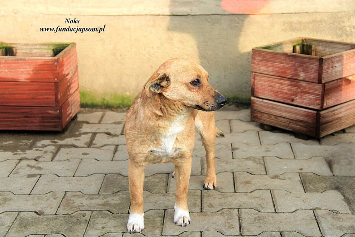 NOKS - Nie kupuj, adoptuj!