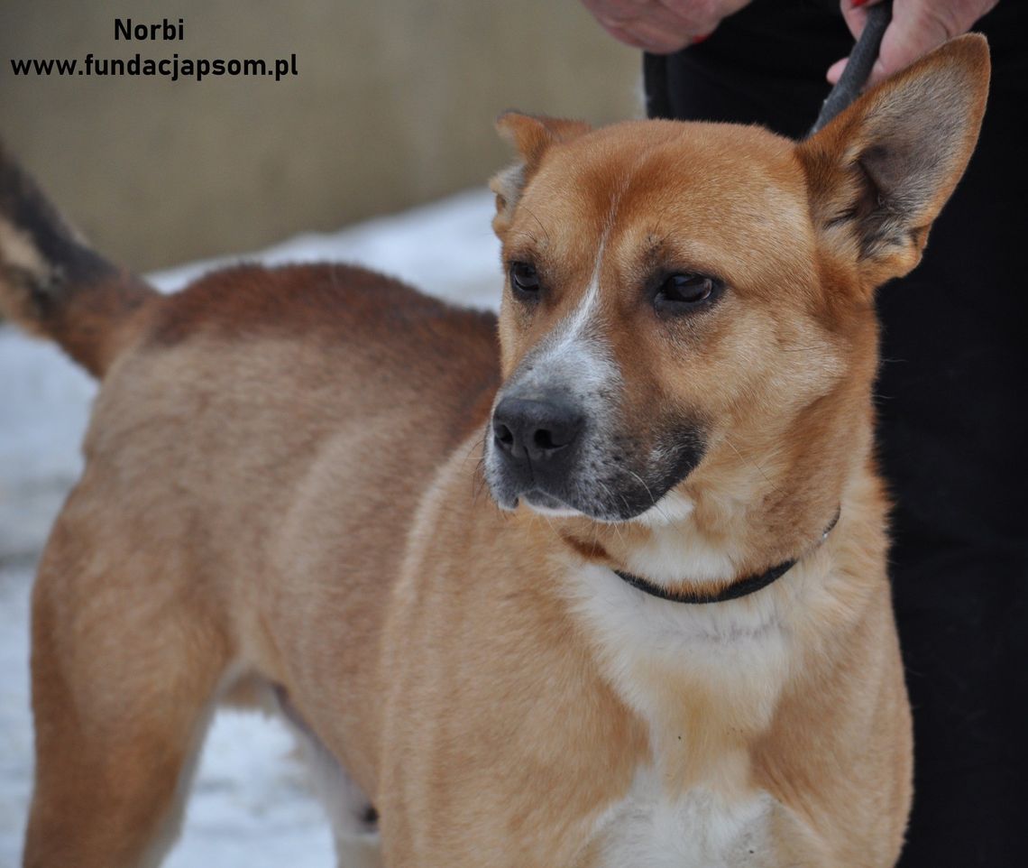 NORBI - Nie kupuj, adoptuj!