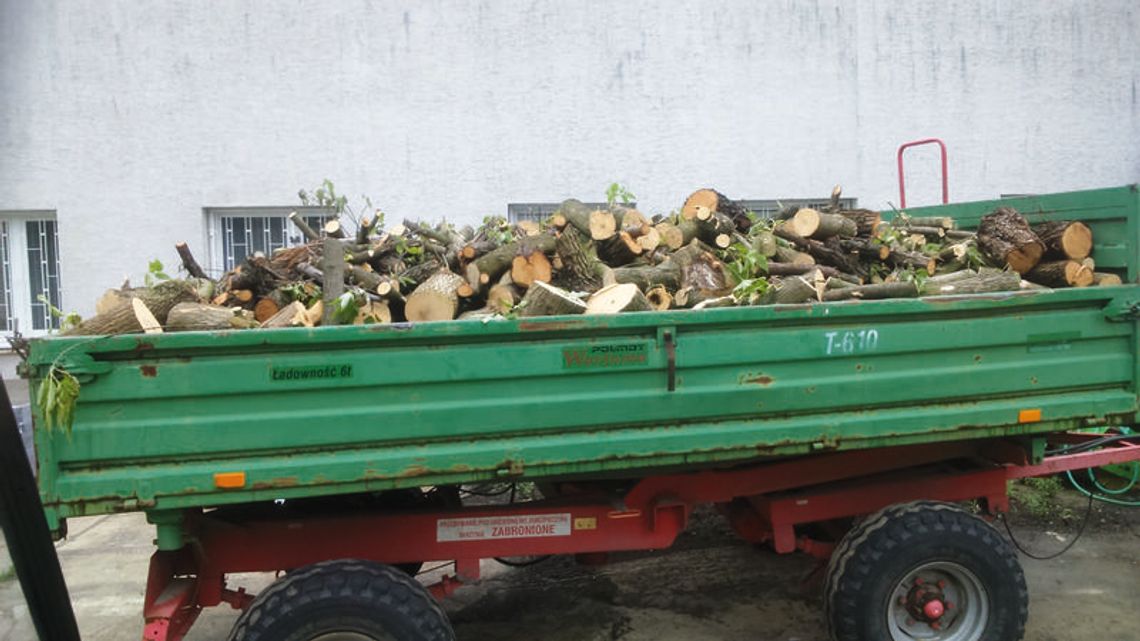 OD CZYTELNIKÓW. Tną drzewa na osiedlach OD CZYTELNIKÓW. Tną drzewa na osiedlach