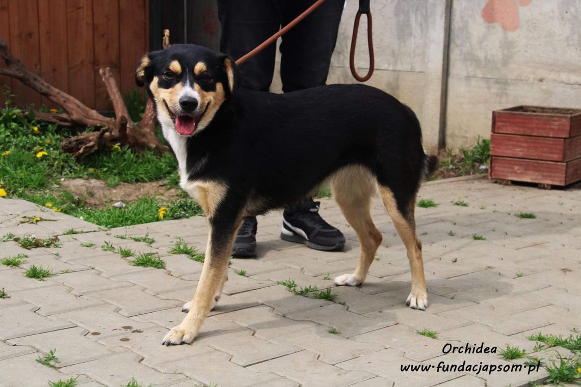 ORCHIDEA - Nie kupuj, adoptuj!