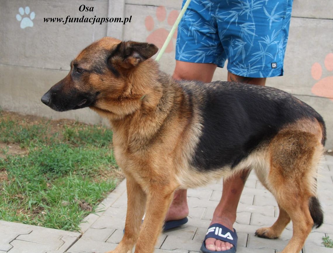 OSA - Nie kupuj, adoptuj!