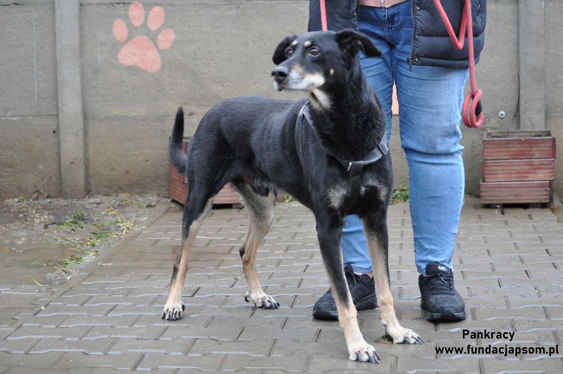 PANKRACY - Nie kupuj, adoptuj!