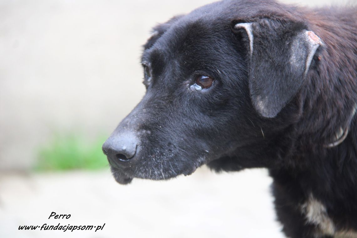 PERRO - Nie kupuj, adoptuj!