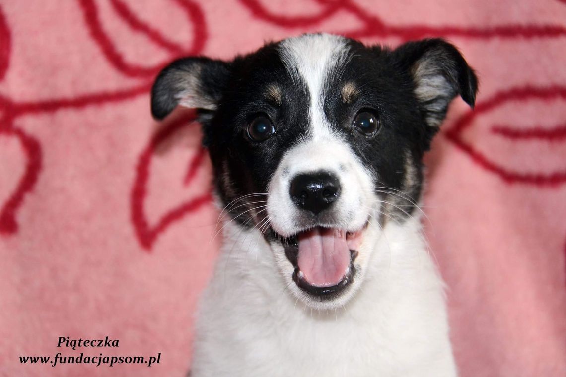 PIĄTECZKA - Nie kupuj, adoptuj!