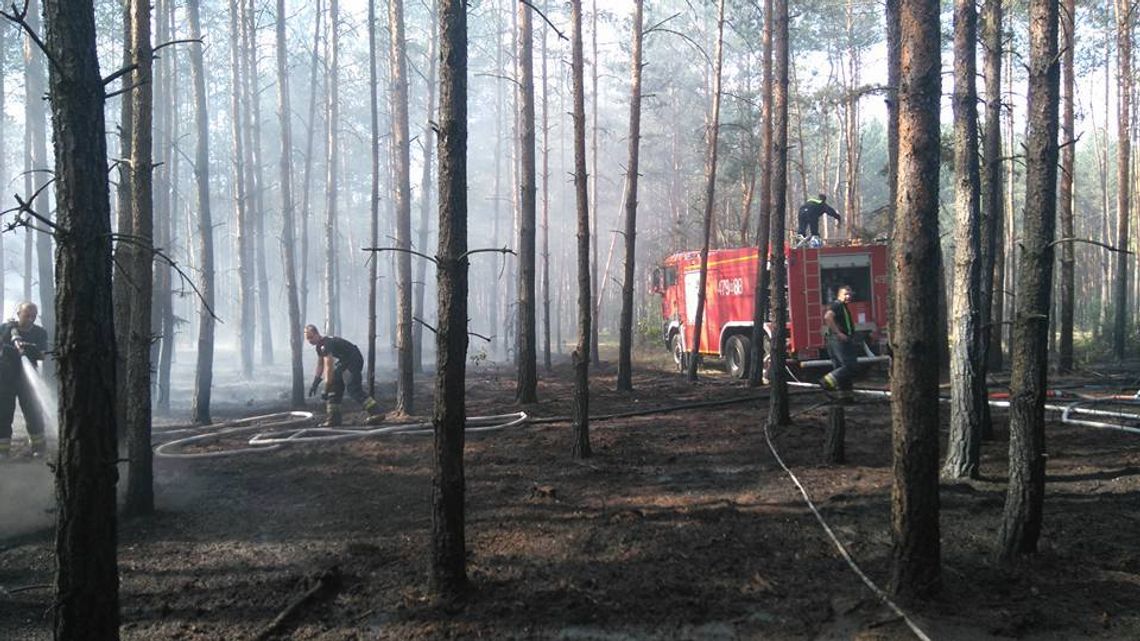 Płonęło pół hektara lasu