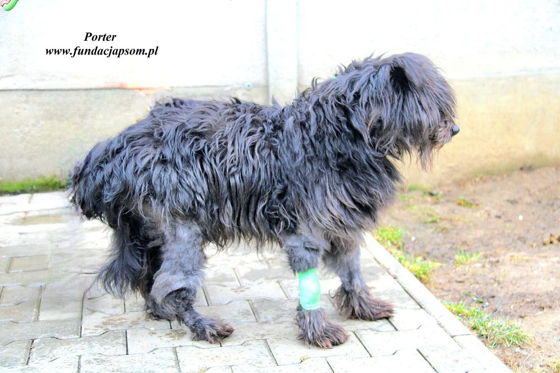 PORTER - Nie kupuj, adoptuj!