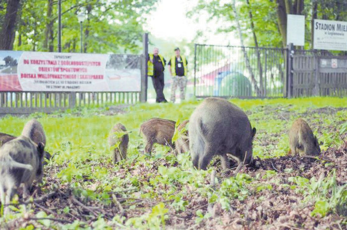 POWIAT. Hordy grasujących dzików POWIAT. Hordy grasujących dzików
