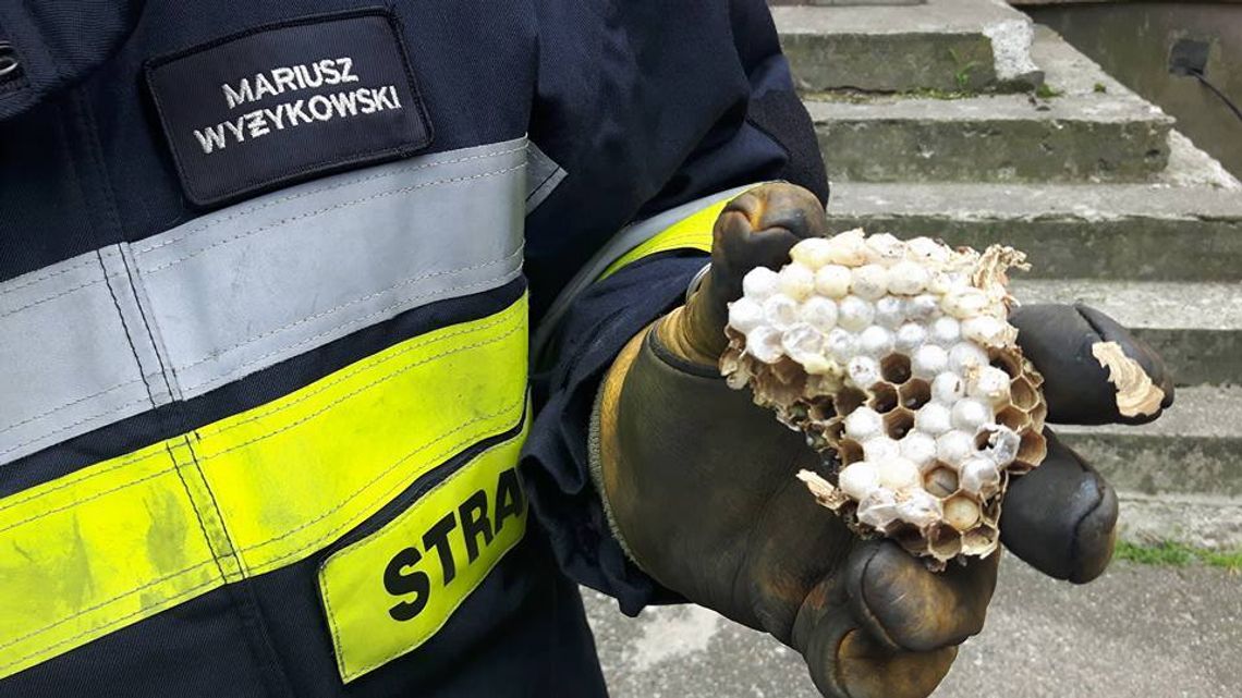 Pozbyli się szerszeni Pozbyli się szerszeni