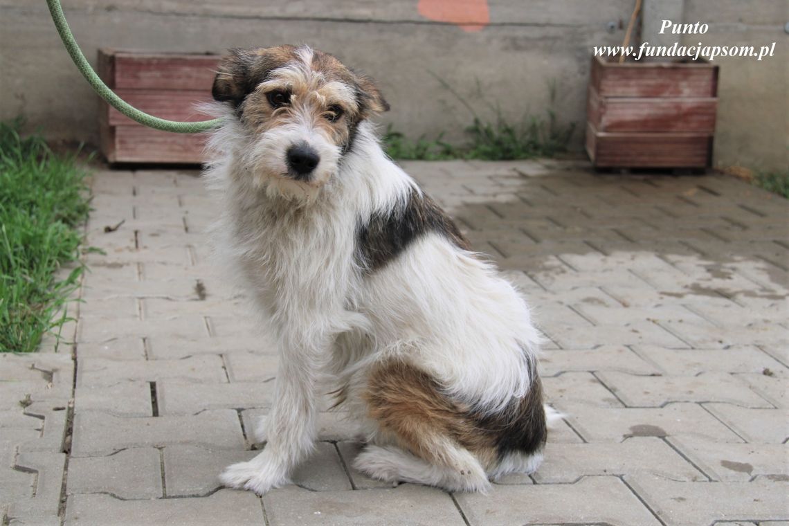 PUNTO - Nie kupuj, adoptuj!