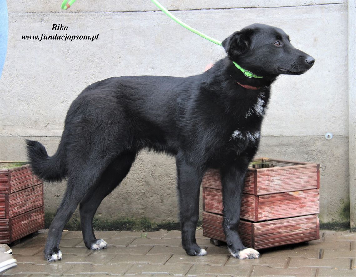 RIKO - Nie kupuj, adoptuj!