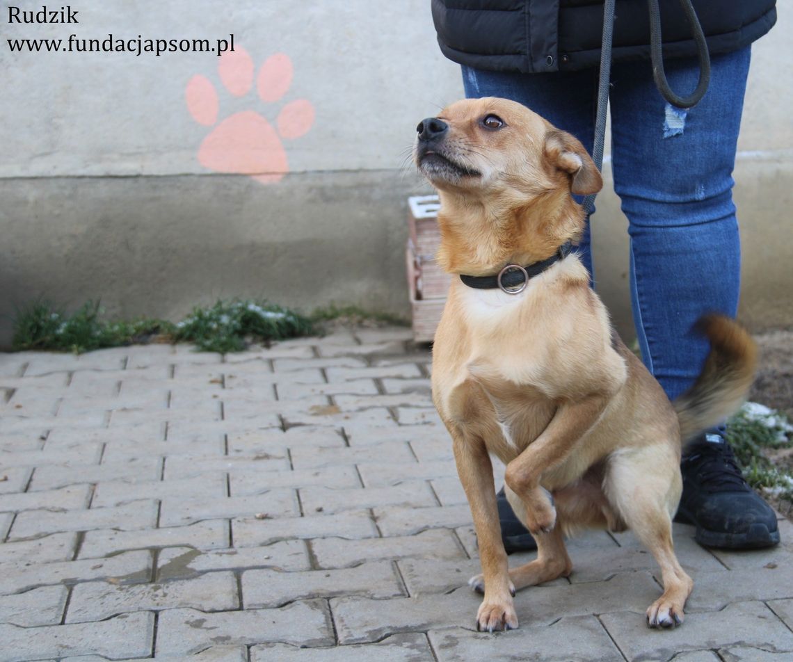 RUDZIK - Nie kupuj, adoptuj!