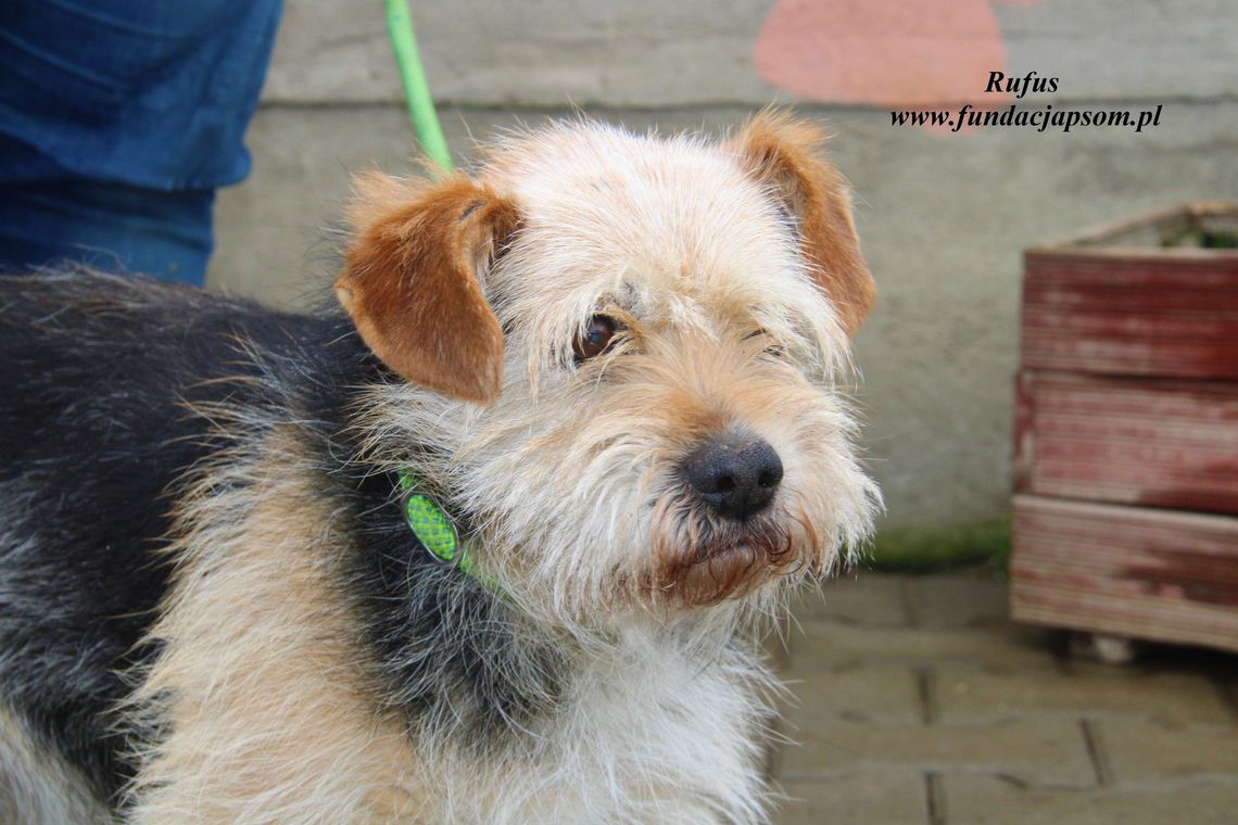 RUFUS - Nie kupuj, adoptuj!