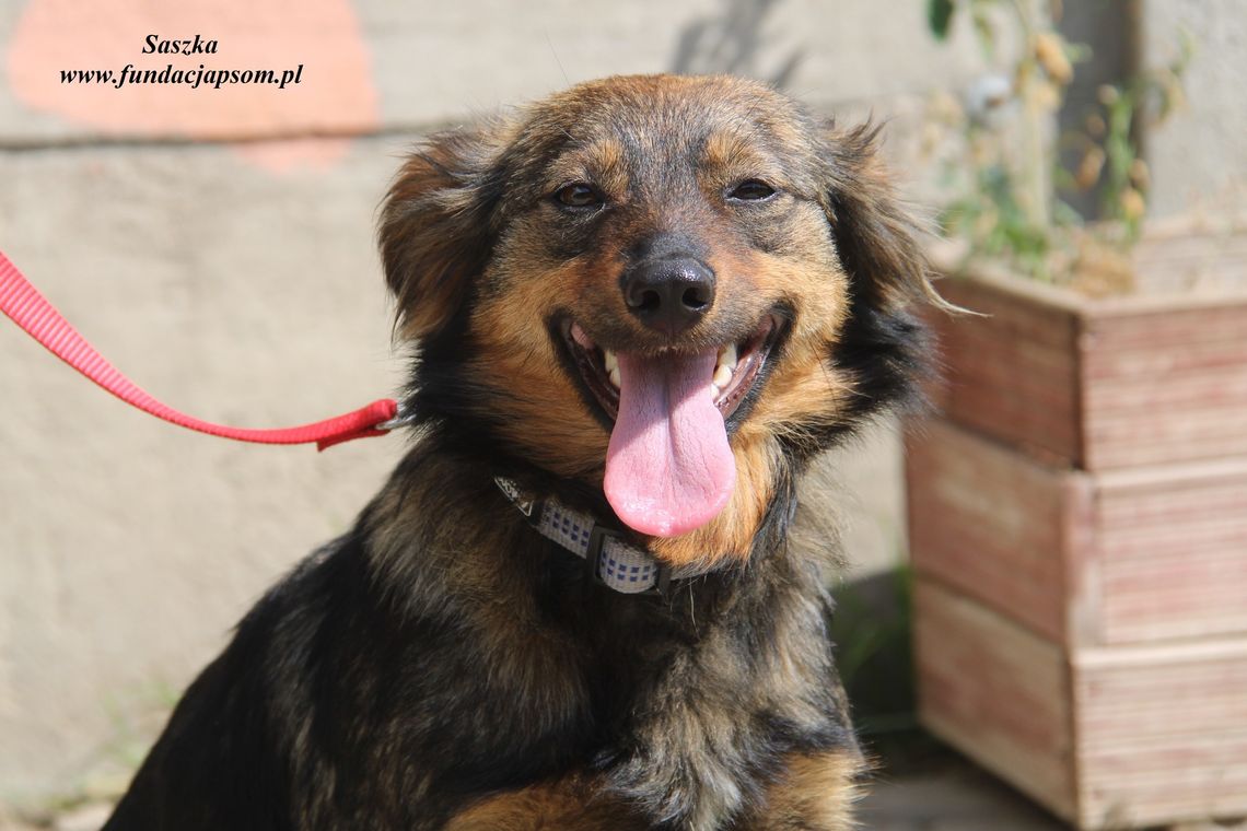 SASZKA - Nie kupuj, adoptuj!