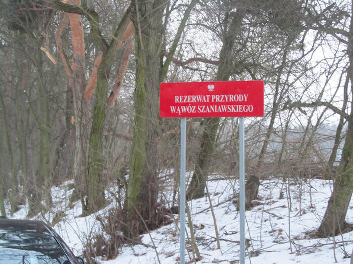 SEROCK. Burmistrz zezwolił na wycinkę 67 drzew