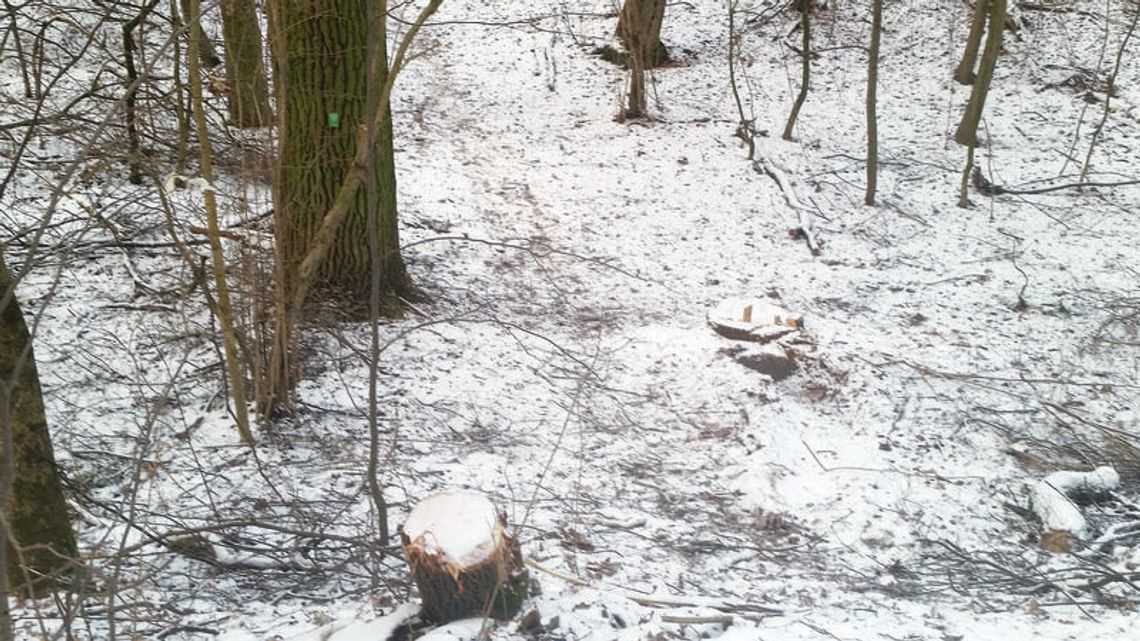 SEROCK. Dewastacja w Wąwozie Szaniawskiego SEROCK. Dewastacja w Wąwozie Szaniawskiego