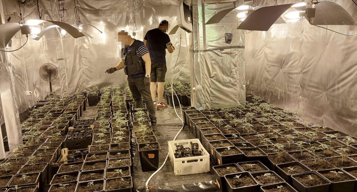 SEROCK. Gigantyczna plantacja narkotyków pod Jachranką