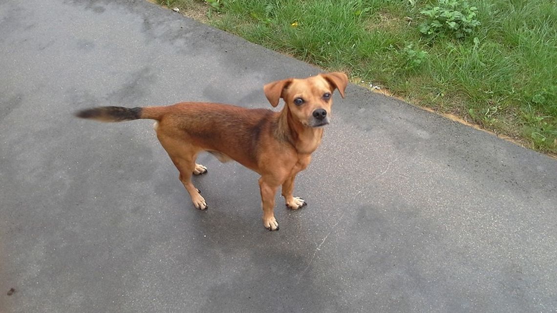 SEROCK. Gryzący problem? SEROCK. Gryzący problem?