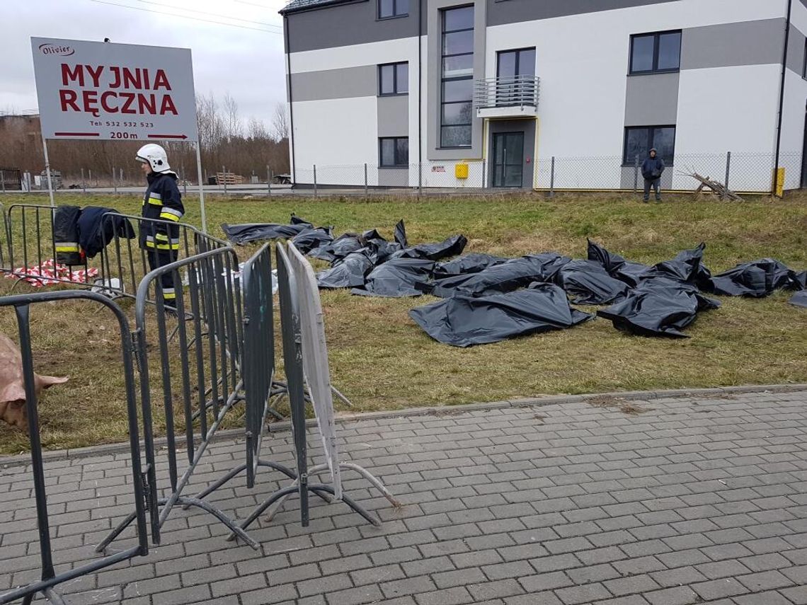 SEROCK/WIERZBICA. Padło 6 świń, a 29 zostało uśpionych - bilans wypadku w Wierzbicy