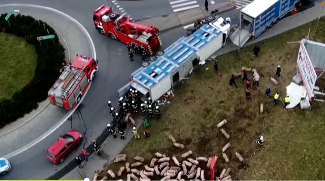 SEROCK. Wypadek w Wierzbicy! Wywróciła się ciężarówka z prosiakami [GALERIA]