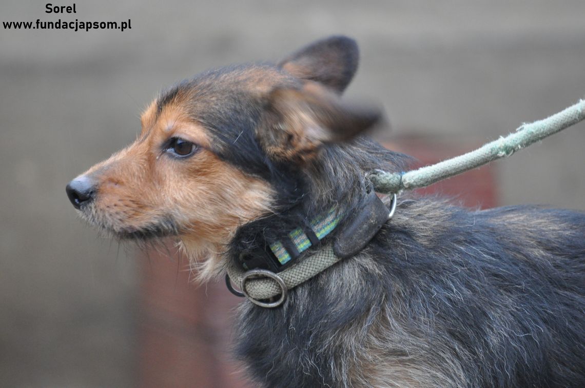 SOREL - Nie kupuj, adoptuj!