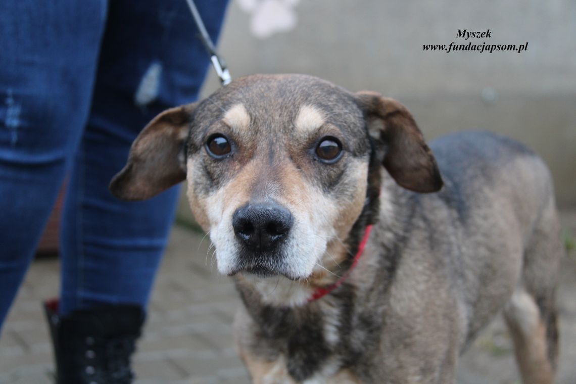 SPOKOJNY MYSZEK - Nie kupuj, adoptuj!