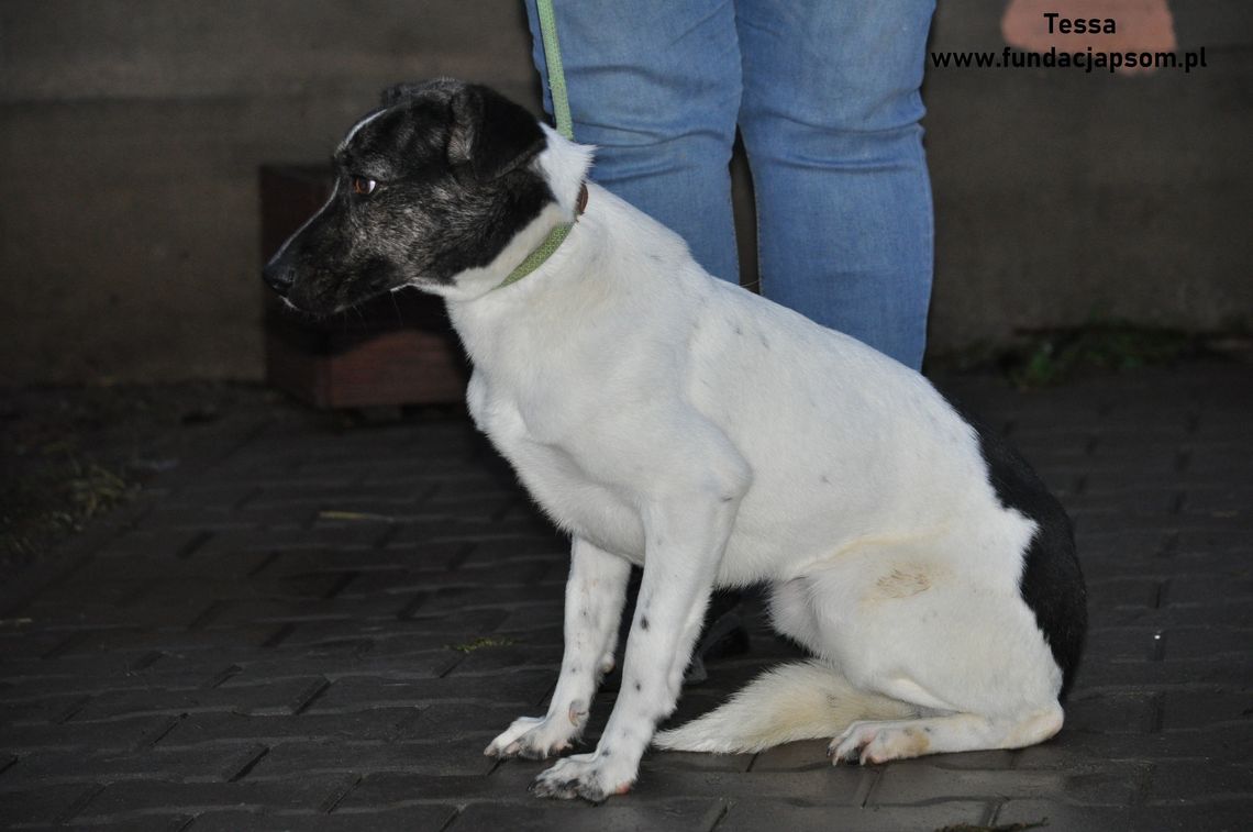 TESSA - Nie kupuj, adoptuj!