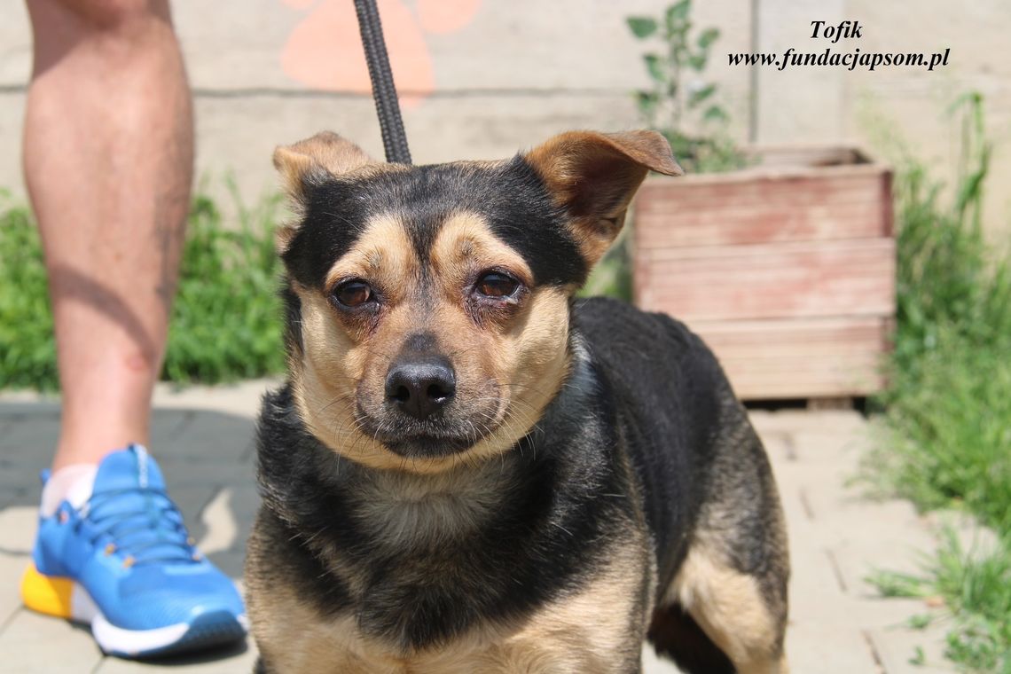 TOFIK - Nie kupuj, adoptuj!