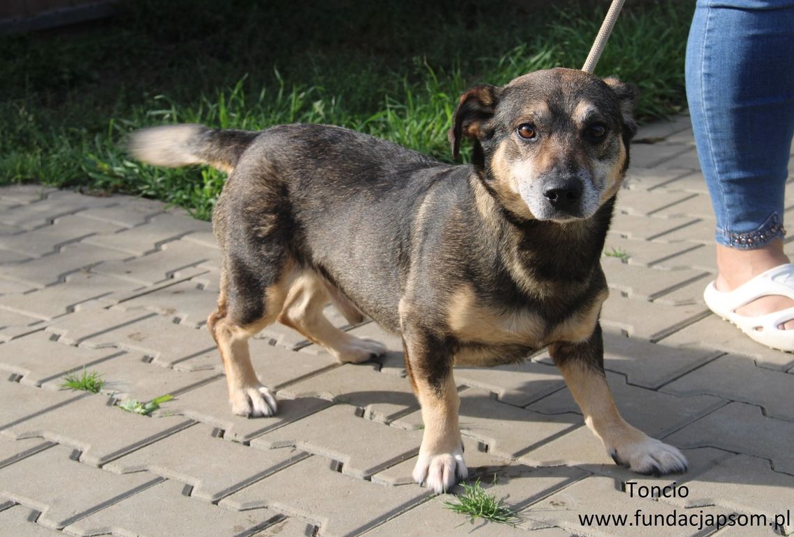 TONCIO - Nie kupuj, adoptuj!