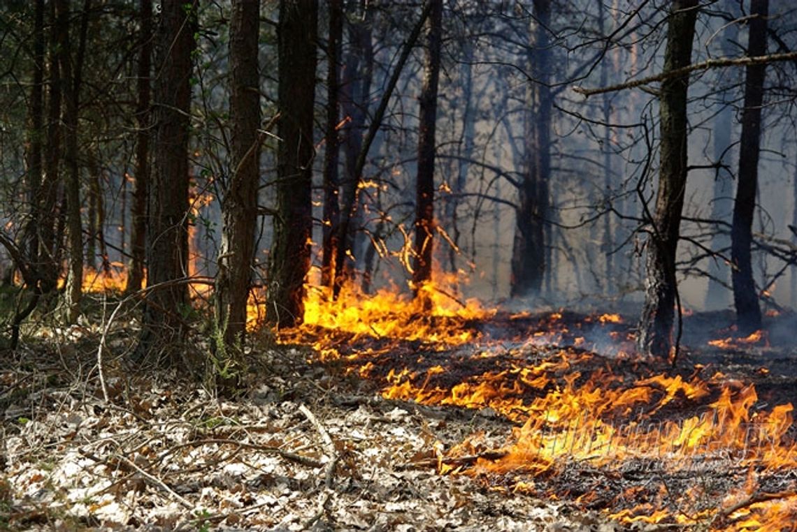 WIELISZEW. Pożar w Kałuszynie po wycince