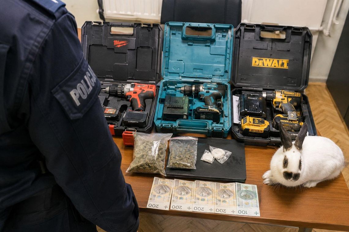 Włamanie do mercedesa, narkotyki i rasowy królik. Policja zatrzymała 19-latkę Włamanie do mercedesa, narkotyki i rasowy królik. Policja zatrzymała 19-latkę