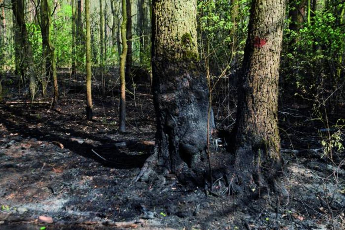 ZA MIEDZĄ.  Pożar strawił 15 hektarów Puszczy Kampinoskiej