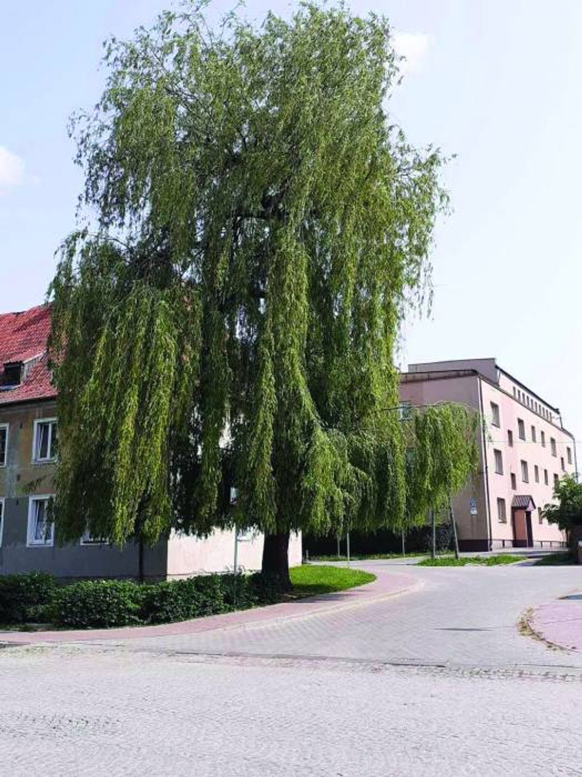 ZA MIEDZĄ: Wojna o drzewa