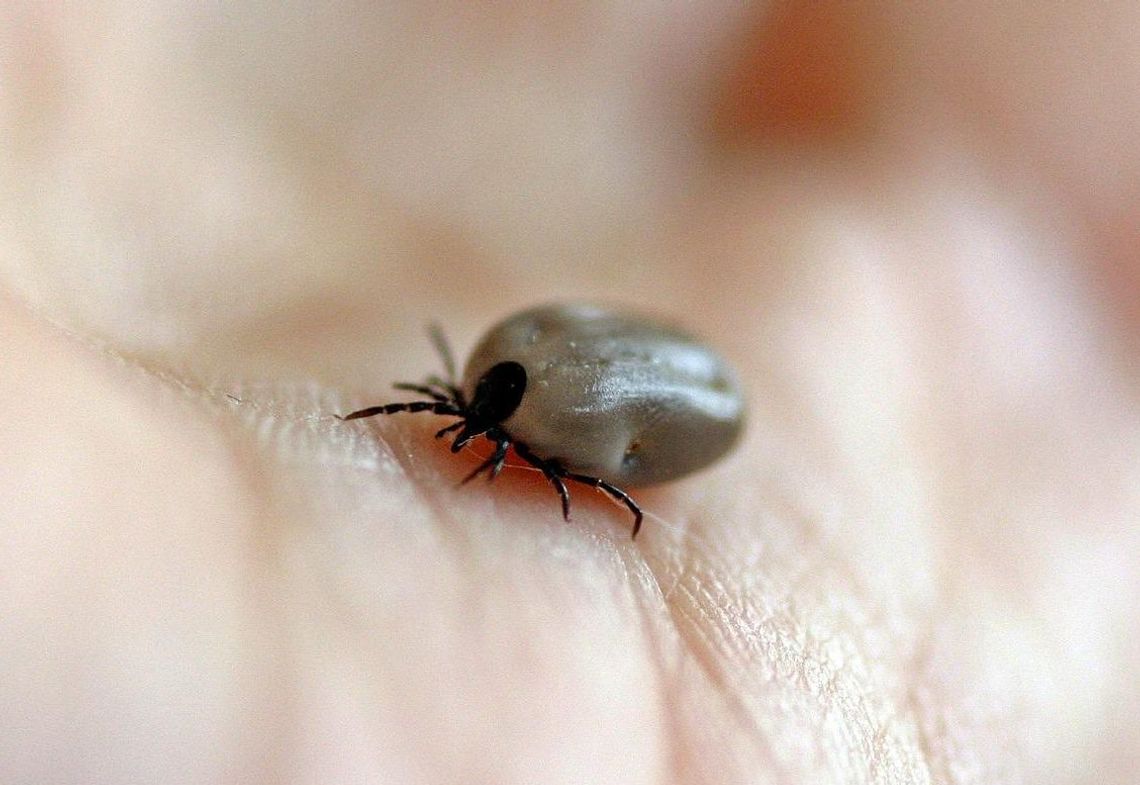 ZDROWIE. Kleszcze przenoszą groźne choroby; warto stosować profilaktykę